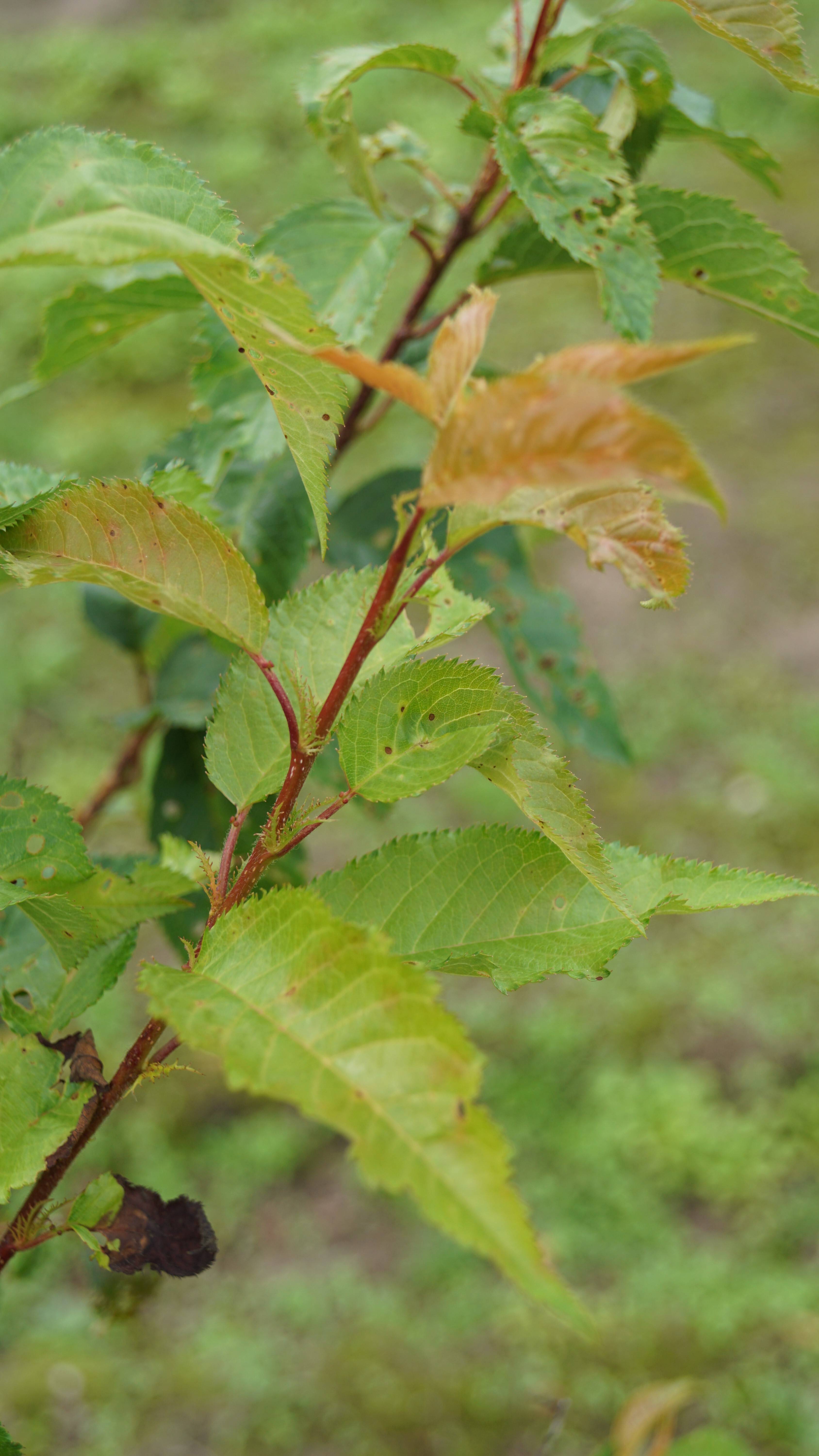 Prunus subhirtella 'Autumnalis' (7)